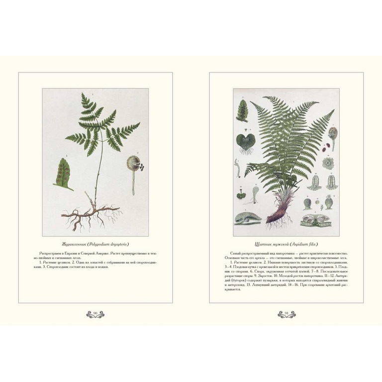 картинка Книга "Ботанический атлас" от магазина Бизнес подарки+